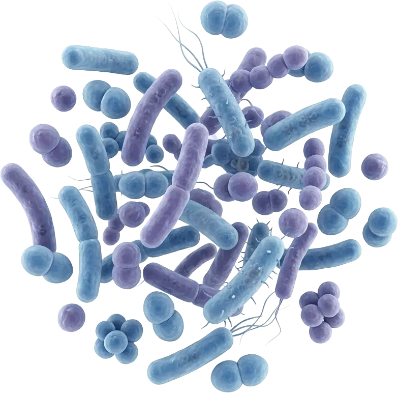 腸内フローラ（腸内細菌叢）のイメージ